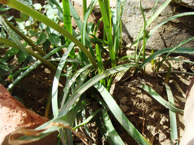  Plant with leaves